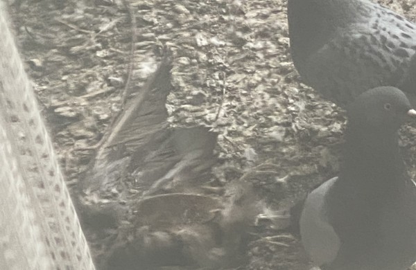 Pagalbos šauksmas iš Rimkų: paukščiai žūsta įsipainioję daugiabučio tinkle  