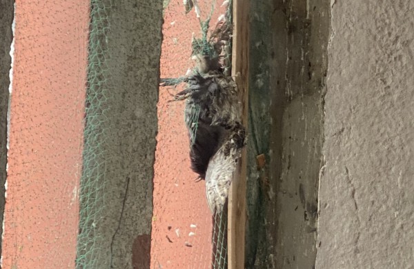 Pagalbos šauksmas iš Rimkų: paukščiai žūsta įsipainioję daugiabučio tinkle  