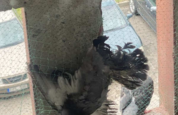 Pagalbos šauksmas iš Rimkų: paukščiai žūsta įsipainioję daugiabučio tinkle  