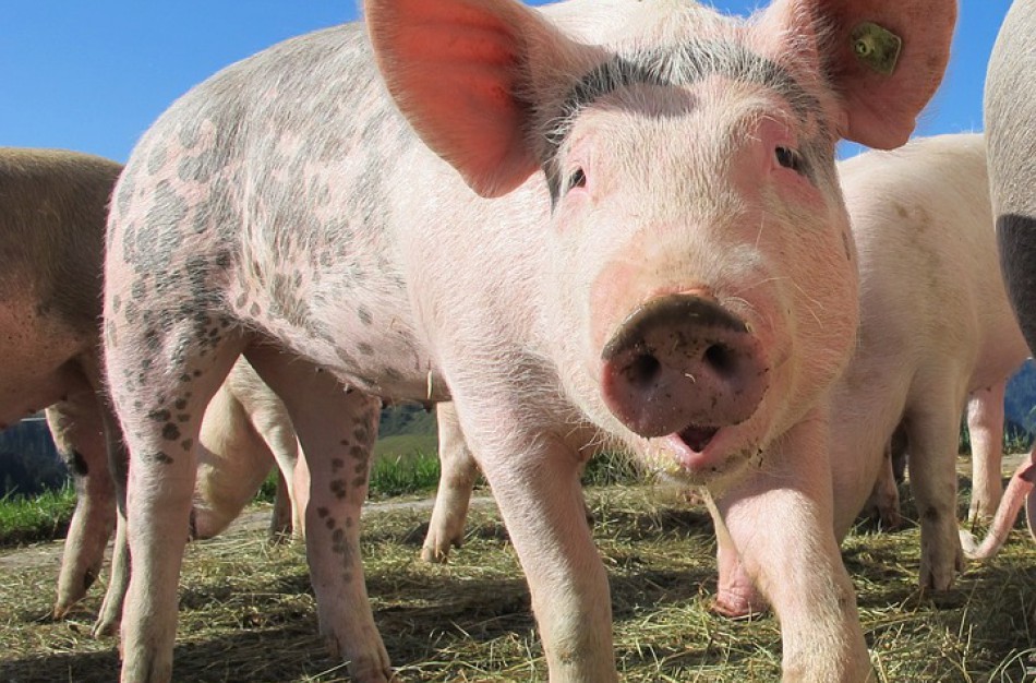 Saugotis nuo afrikinio kiaulių maro ūkininkams padeda valstybė – skiriama parama
