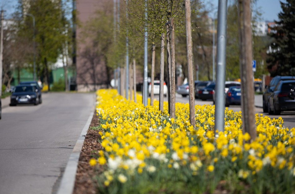 Seimas patikslino želdynų ir želdinių valdymo reglamentavimą