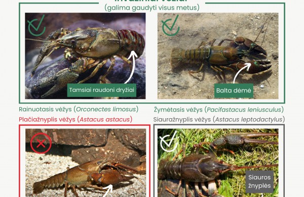 Vėžiavimo sezono pradžia: kaip atpažinti vėžius, kuriuos galima gaudyti?