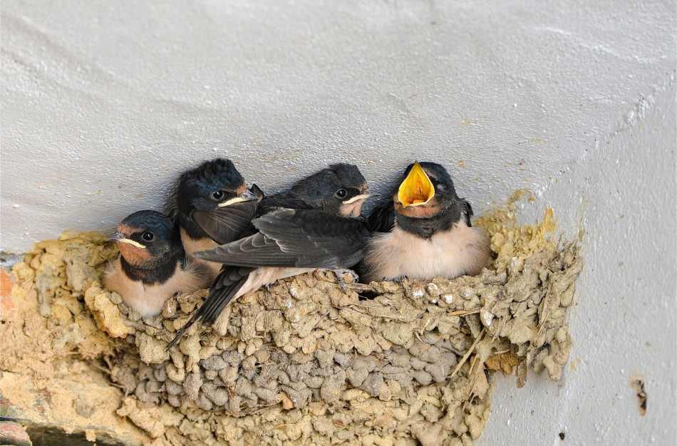 Kregždžių kaimynystė. Ar galima ardyti lizdą?