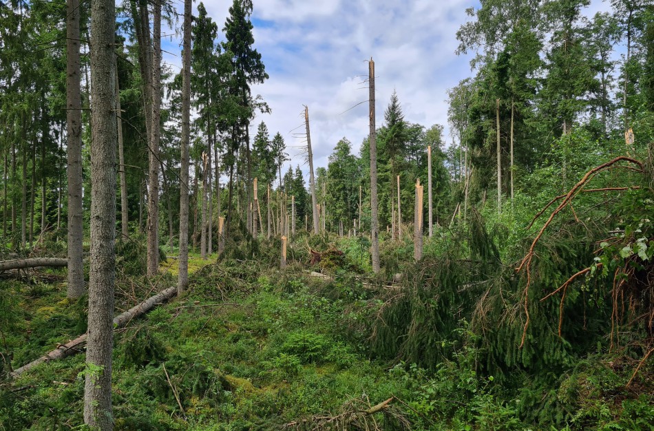 Pakeistos miško kirtimo taisyklės: dėl sudėtingos situacijos eglynuose, padidinti sanitarinių kirtimų plotai