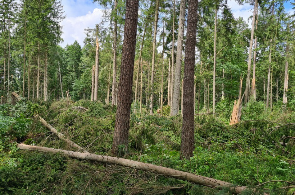 Miškininkai suskaičiavo: Lietuvos miškuose audra pažeidė apie 80 tūkstančių medžių