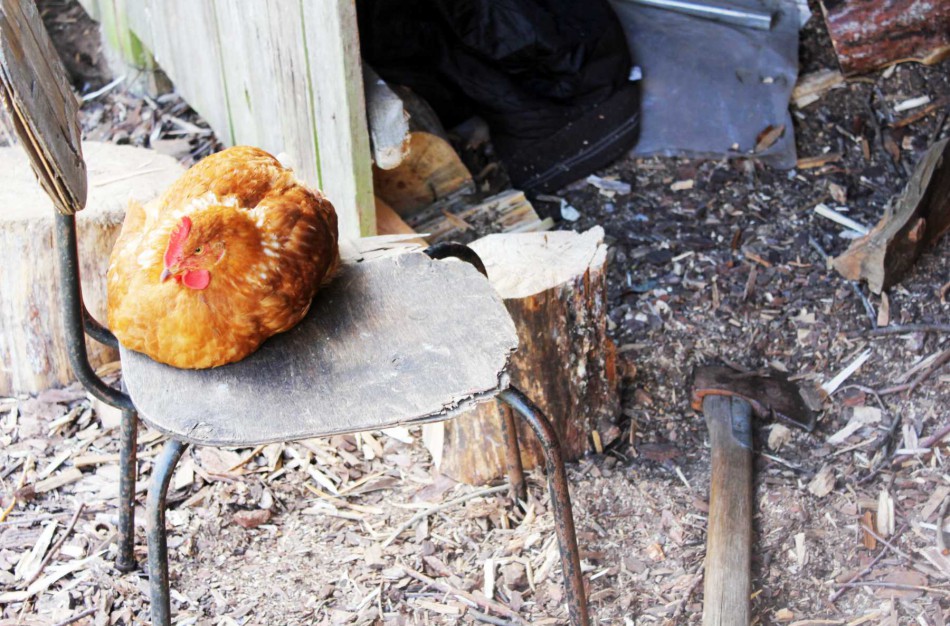 Neleista realizuoti galimai nelegaliai įvežtos paukštienos