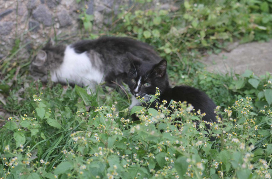 Mieste ruošiamasi įrengti kačių šėryklas, o benamių kačių nemigdyti, bet sterilizuoti