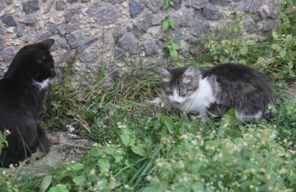 Mieste ruošiamasi įrengti kačių šėryklas, o benamių kačių nemigdyti, bet sterilizuoti