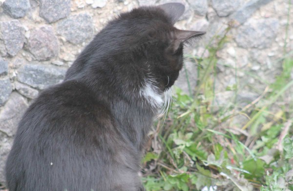 Mieste ruošiamasi įrengti kačių šėryklas, o benamių kačių nemigdyti, bet sterilizuoti