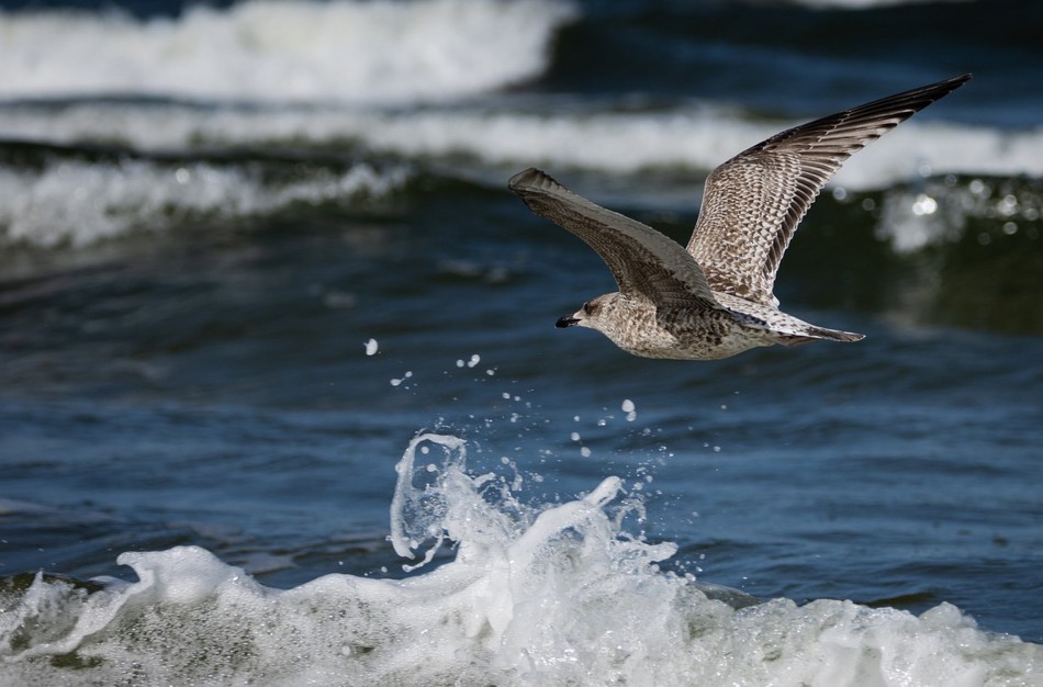 Baltijos jūroje tyko klastinga bakterija - kaip nuo jos apsisaugoti?
