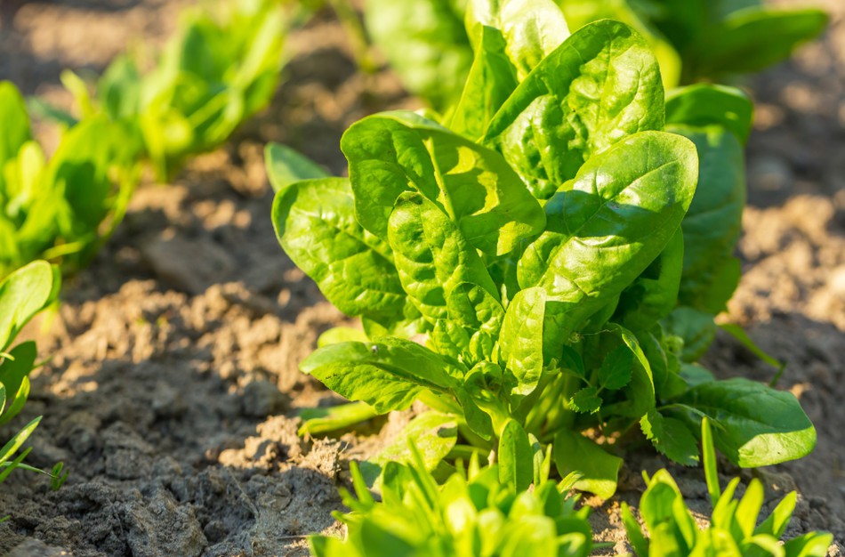 Nitratai daržovėse ir vaisiuose: ar reikia bijoti?