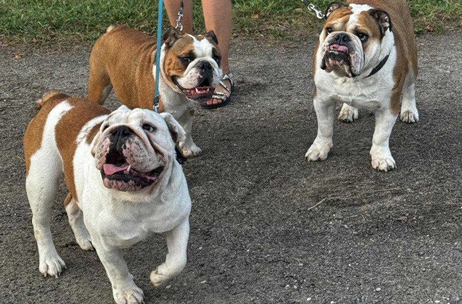 Jonavoje šeimininkę praradę augintiniai ieško naujų namų