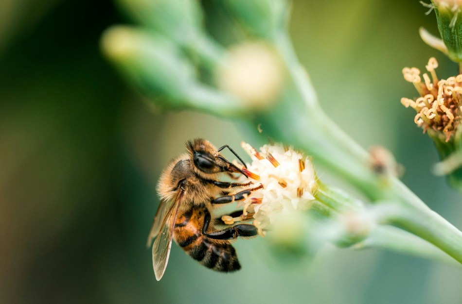Bičių įgėlimai: vaistininkė pataria, kaip jais pasirūpinti ir ko žūtbūt nedaryti