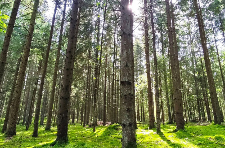 Ar stambių medžių miškuose mažėja?