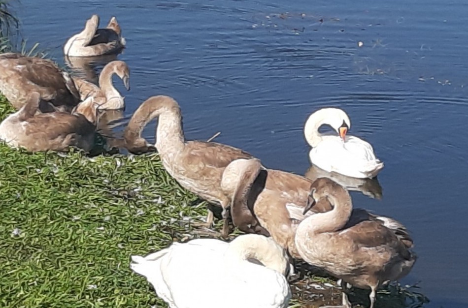 Ugniagesiai Vilties gatvėje gelbėjo gulbiuką