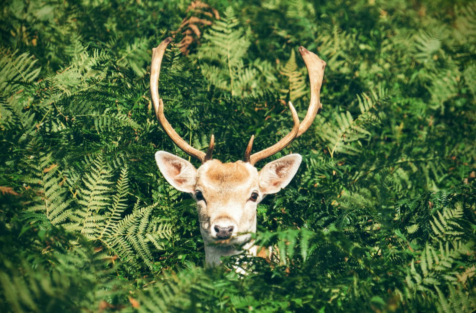 Bandymai išvaduoti elnią Paryžiaus kaime baigėsi liūdnai 