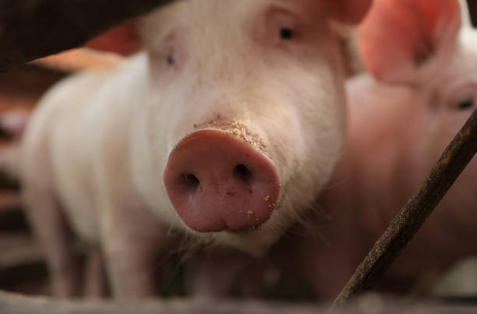 Užfiksavus naują AKM židinį įspėjama – ligos užkratas gali būti perneštas nuimant derlių