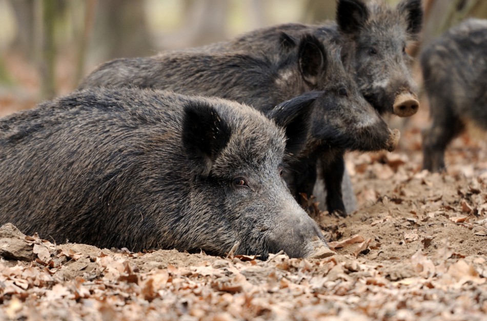 Prasidedanti medžioklė su varovais grasina naujais afrikinio kiaulių maro atvejais: tarp pavojingų zonų ir Jonava