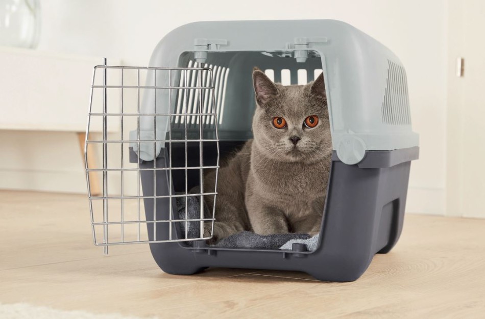 Receptinių veterinarinių vaistų reklama draudžiama, išimtis taikoma tik vienu atveju