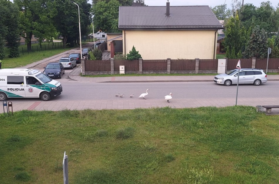 Gulbės Jonavoje – ne tik herbe, bet ir eisme: rytinis pasivaikščiojimas Kauno gatve
