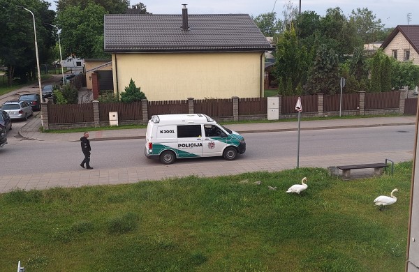 Gulbės Jonavoje – ne tik herbe, bet ir eisme: rytinis pasivaikščiojimas Kauno gatve