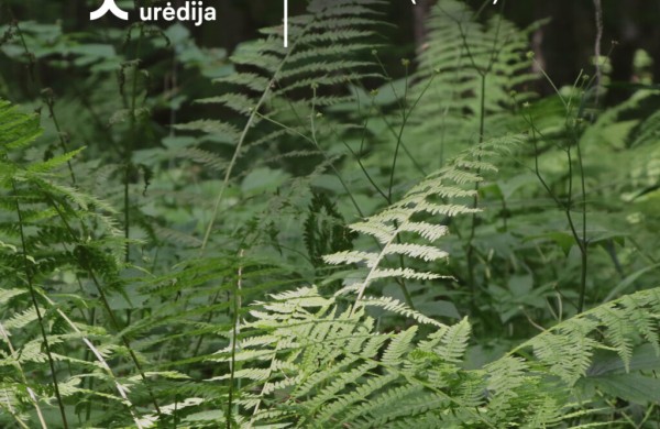Miškininkai ragina ieškoti paparčio žiedo atsakingai!