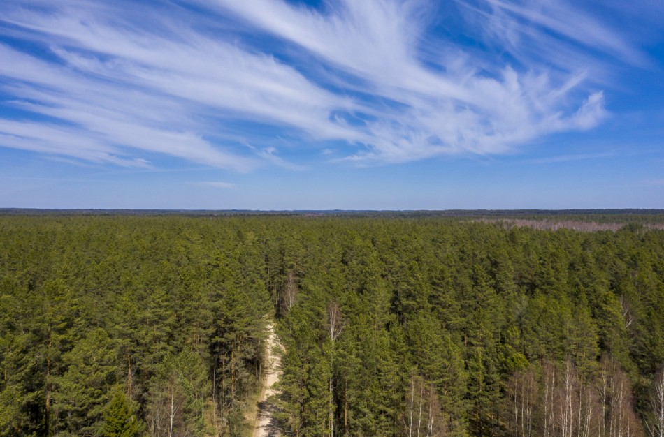 Atšaukta valstybės įmonės Valstybinių miškų urėdijos valdyba