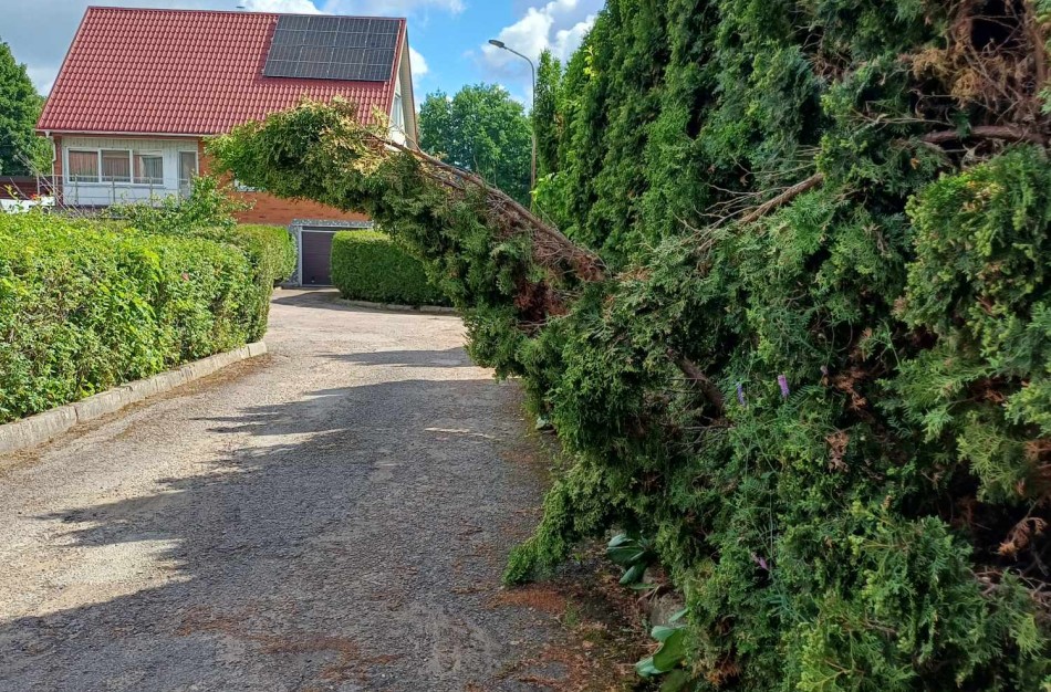 Šlaito gatvės gyventojai lyg užburtame rate: krūmai užstoja matomumą, bet „grožis svarbiau už saugumą“?