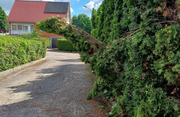 Šlaito gatvės gyventojai lyg užburtame rate: krūmai užstoja matomumą, bet „grožis svarbiau už saugumą“?