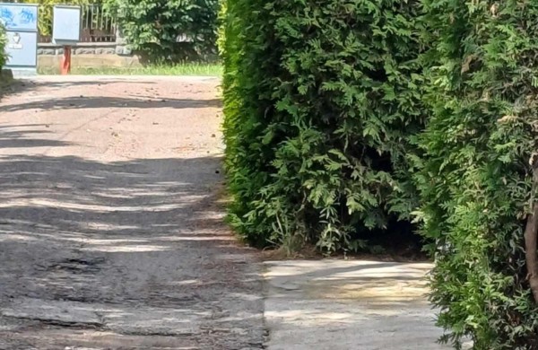 Šlaito gatvės gyventojai lyg užburtame rate: krūmai užstoja matomumą, bet „grožis svarbiau už saugumą“?