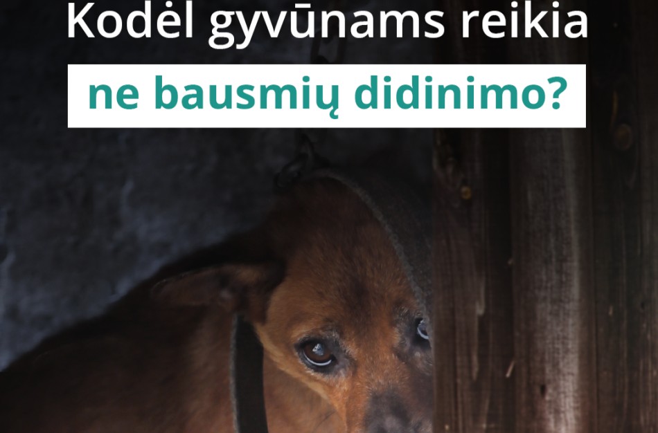 Kodėl bausmių griežtinimas yra ne tai, ko reikia gyvūnams?  