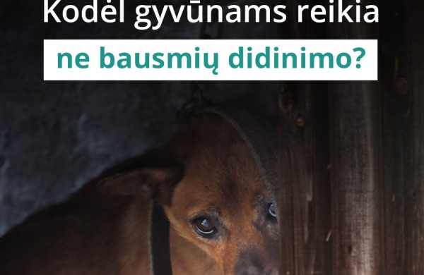 Kodėl bausmių griežtinimas yra ne tai, ko reikia gyvūnams?  