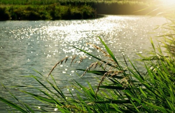 Užusalių, Jonavos III (Gulbių) tvenkiniuose ir Neries upėje maudytis saugu