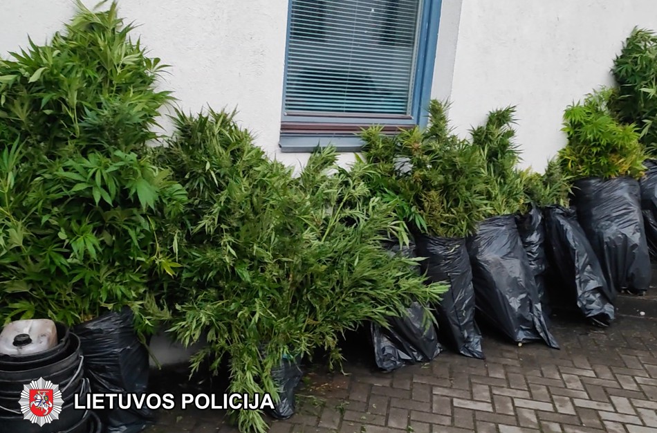 Kaimyninio miesto pareigūnų laimikis: sulaikyta grupė asmenų, auginusi kanapes