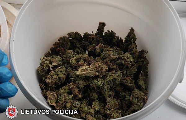 Kaimyninio miesto pareigūnų laimikis: sulaikyta grupė asmenų, auginusi kanapes