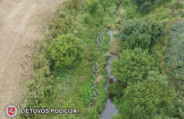 Kaimyninio miesto pareigūnų laimikis: sulaikyta grupė asmenų, auginusi kanapes