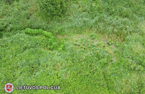 Kaimyninio miesto pareigūnų laimikis: sulaikyta grupė asmenų, auginusi kanapes