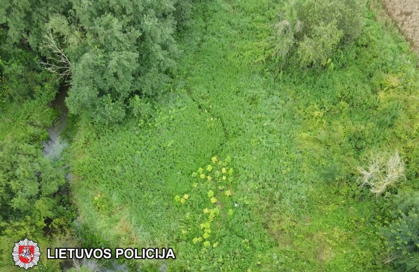 Kaimyninio miesto pareigūnų laimikis: sulaikyta grupė asmenų, auginusi kanapes