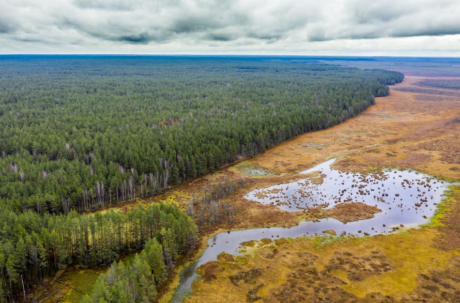 Pelkių atkūrimas Lietuvoje – krašto gynybos priemonė?