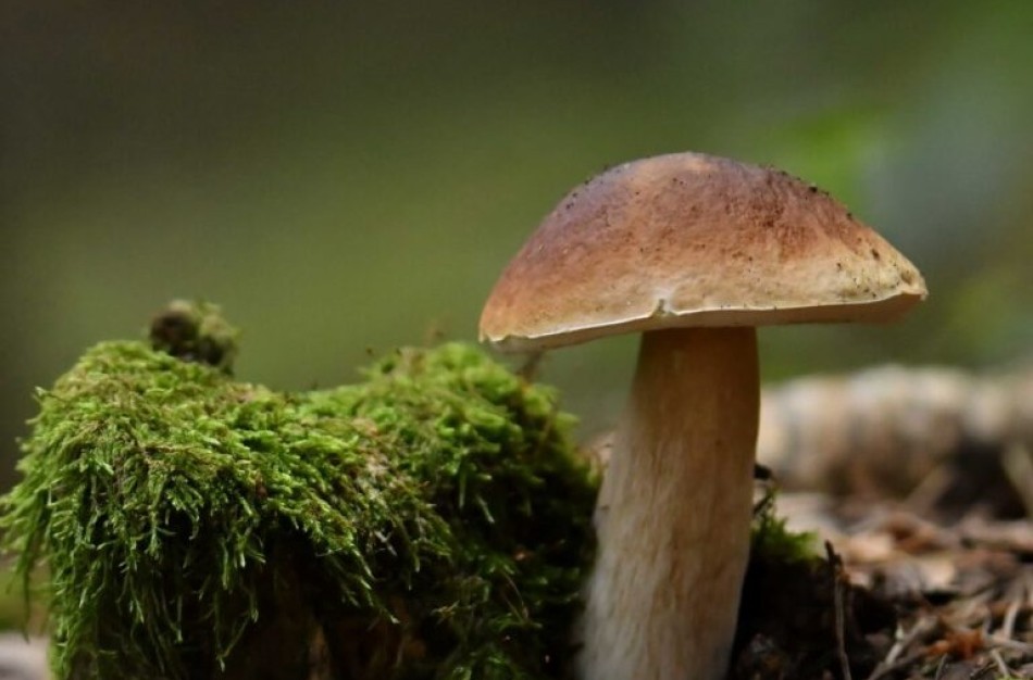 Grybų sezonas tęsiasi – ką apie juos svarbu žinoti ir kaip rasti kelią pasiklydus miške