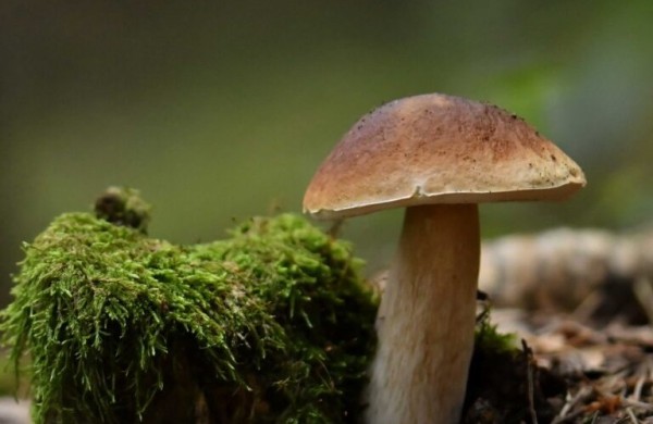 Grybų sezonas tęsiasi – ką apie juos svarbu žinoti ir kaip rasti kelią pasiklydus miške