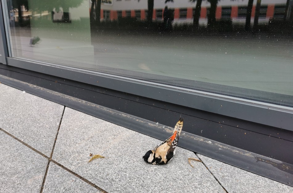 Paukščių žūtys rudeninės migracijos metu