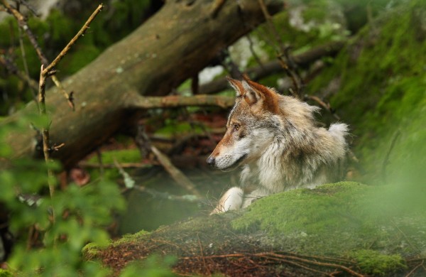 Siūloma nustatyti 307 vilkų medžioklės limitą