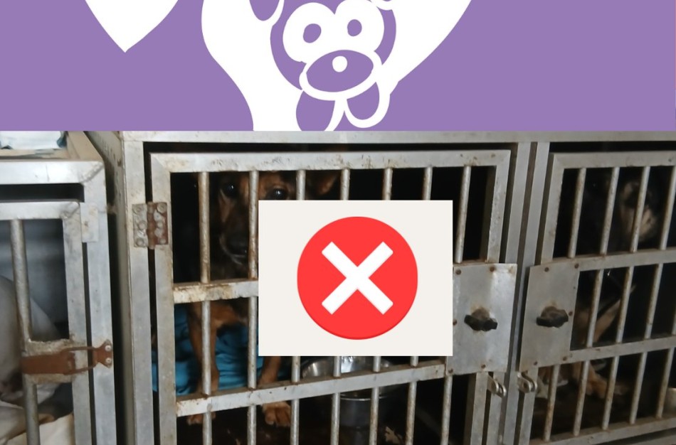 Suomijos gyvūnų globos organizacija „Pet Rescue Finland“ nutraukė bendradarbiavimą su „Penkta koja“ – VMVT gavo oficialų laišką