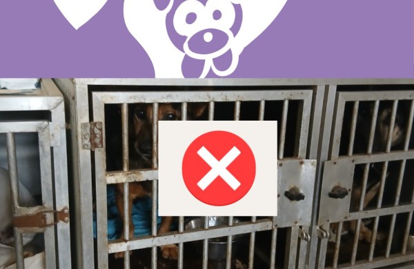 Suomijos gyvūnų globos organizacija „Pet Rescue Finland“ nutraukė bendradarbiavimą su „Penkta koja“ – VMVT gavo oficialų laišką