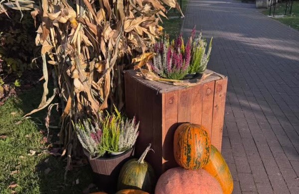 Po niokojimo – šviesos ir grožio iniciatyva Ramybės skvere