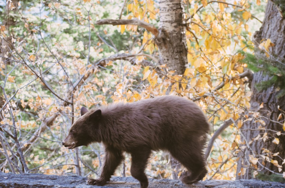 Pamatėte rudąjį lokį: kaip elgtis?