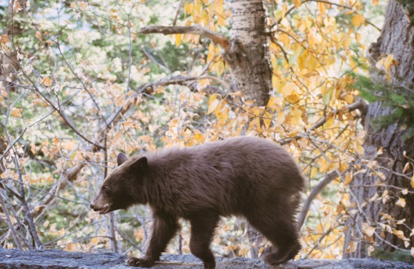 Pamatėte rudąjį lokį: kaip elgtis?