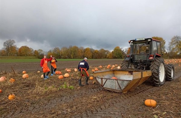 Tikrieji Helovino siaubai – tonos iššvaistytų moliūgų: kiek jų išmetame?