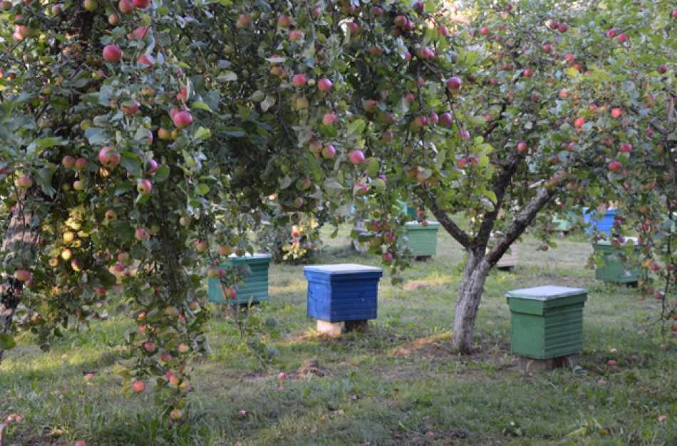 Bitininkai kviečiami pasinaudoti parama papildomam bičių maitinimui